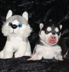 Siberian Husky Nordic Fire