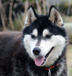 Siberian Husky Nordic Fire