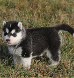 Siberian Husky Nordic Fire