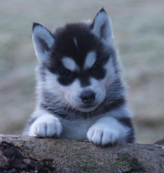 Siberian Husky Nordic Fire