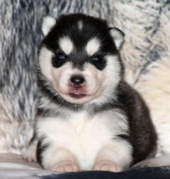 Siberian Husky Nordic Fire