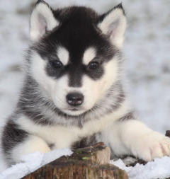 Siberian Husky Nordic Fire