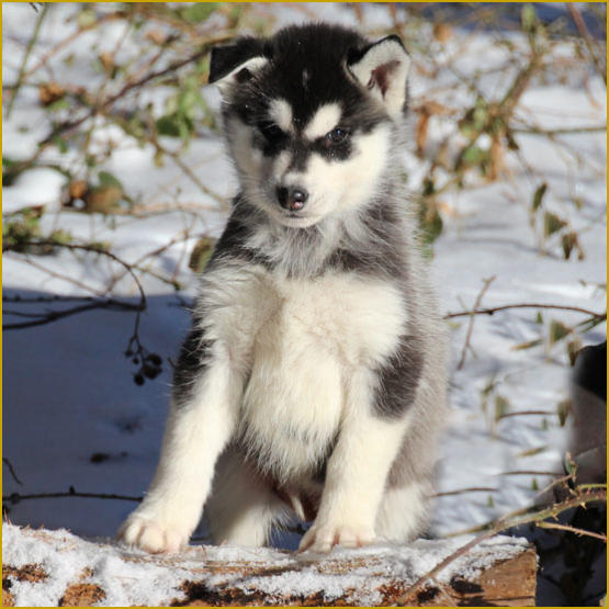 Siberian Husky Nordic Fire