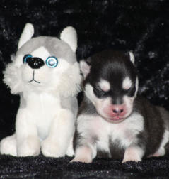 Siberian Husky Nordic Fire