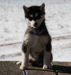 Siberian Husky Nordic Fire