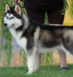 Siberian Husky Nordic Fire