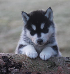 Siberian Husky Nordic Fire