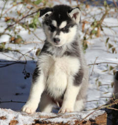 Siberian Husky Nordic Fire