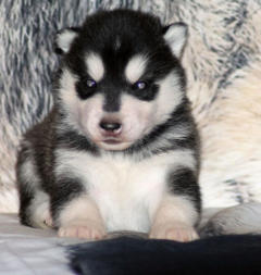 Siberian Husky Nordic Fire