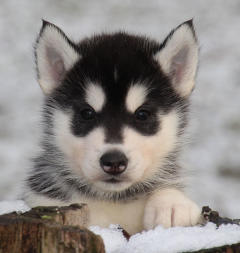 Siberian Husky Nordic Fire