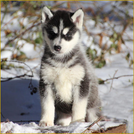 Siberian Husky Nordic Fire