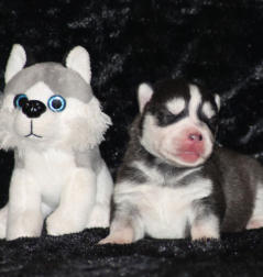 Siberian Husky Nordic Fire