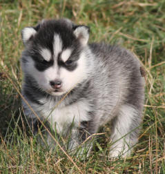 Siberian Husky Nordic Fire