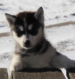 Siberian Husky Nordic Fire