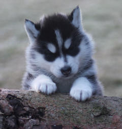 Siberian Husky Nordic Fire