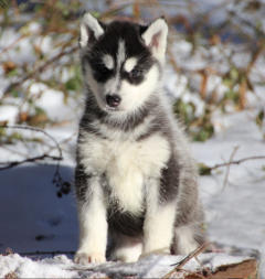 Siberian Husky Nordic Fire