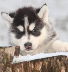 Siberian Husky Nordic Fire