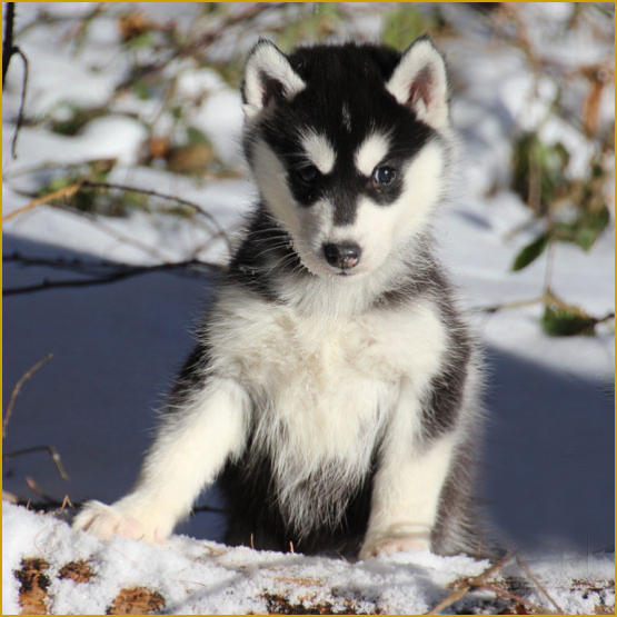 Siberian Husky Nordic Fire