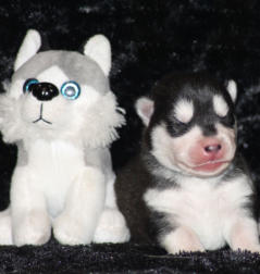 Siberian Husky Nordic Fire