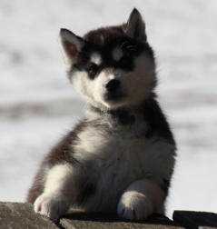 Siberian Husky Nordic Fire