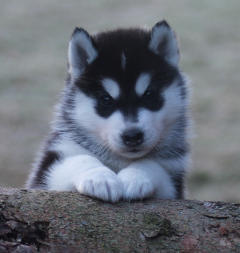 Siberian Husky Nordic Fire