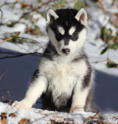 Siberian Husky Nordic Fire