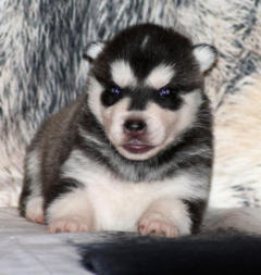 Siberian Husky Nordic Fire