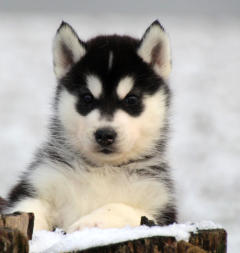 Siberian Husky Nordic Fire