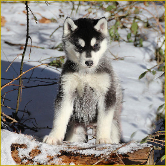 Siberian Husky Nordic Fire