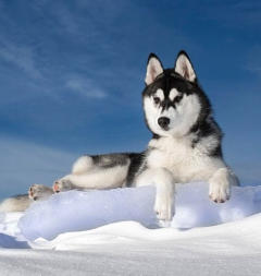 Siberian Husky Nordic Fire