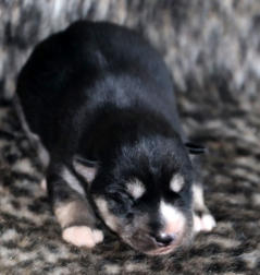 Siberian Husky Nordic Fire