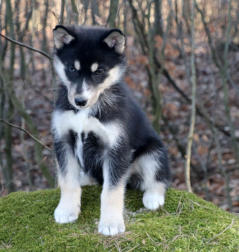 Siberian Husky Nordic Fire