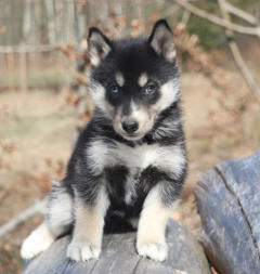 Siberian Husky Nordic Fire