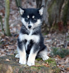 Siberian Husky Nordic Fire