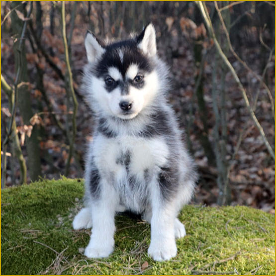 Siberian Husky Nordic Fire