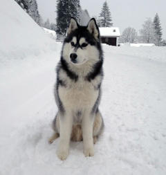 Siberian Husky Nordic Fire