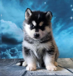 Siberian Husky Nordic Fire