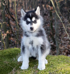 Siberian Husky Nordic Fire