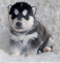 Siberian Husky Nordic Fire