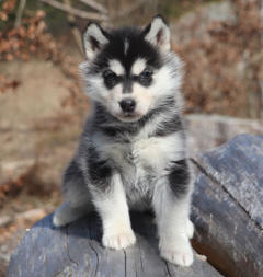 Siberian Husky Nordic Fire