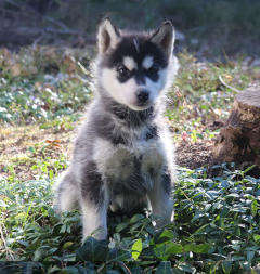 Siberian Husky Nordic Fire