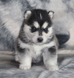 Siberian Husky Nordic Fire