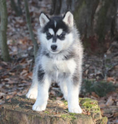 Siberian Husky Nordic Fire