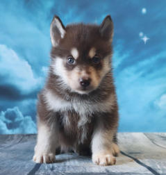 Siberian Husky Nordic Fire