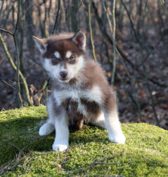 Siberian Husky Nordic Fire