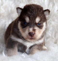 Siberian Husky Nordic Fire