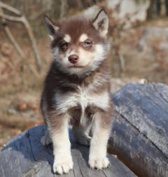 Siberian Husky Nordic Fire