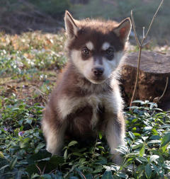 Siberian Husky Nordic Fire