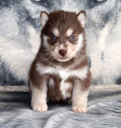 Siberian Husky Nordic Fire