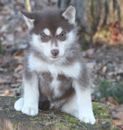 Siberian Husky Nordic Fire